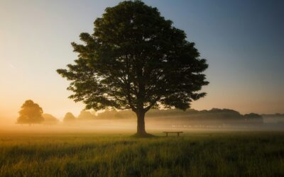 Atelier : Créatif et poétique avec l’Arbre de Vie